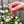 Laad afbeelding in galerie, Bedel (Stainless Steel) Zonnebloem Paars 23.5mm Goud - 1 stuk
