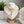 Load image into Gallery viewer, DQ Bedel Visgraat Met Steentjes 15.5mm Goud - 1 stuk