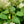 Load image into Gallery viewer, DQ Bedel Hanger Citroen 13mm