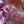 Laad afbeelding in galerie, Button Covers Hibiscus Bloem - Set van 2
