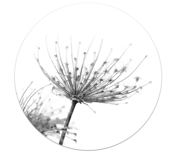 Wall circle photo black and white dried flower 30cm